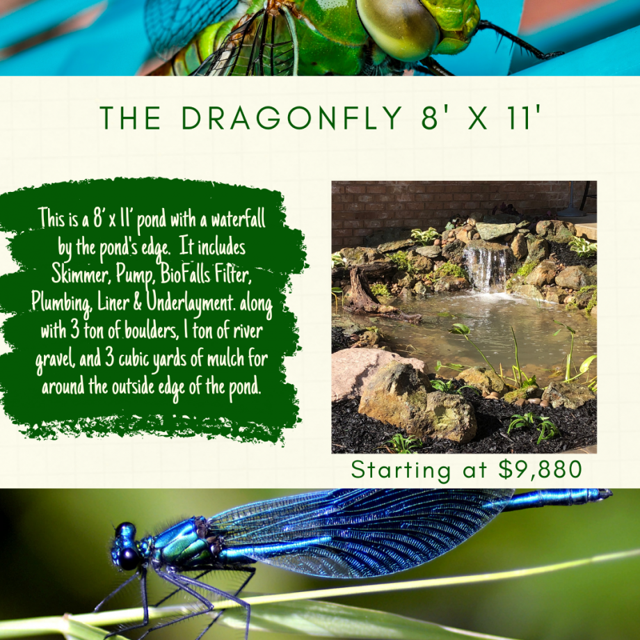 Kingdom Landscaping Pond Builder The Dragonfly Aquascape Ecosystem Pond