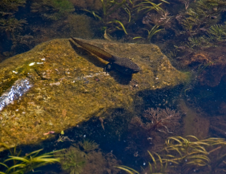 Kingdom Landscaping recommends bullfrog tadpoles for algae control in Aquascape ponds.