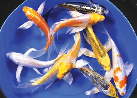 Kingdom Landscaping examples of Butterfly Koi for sale