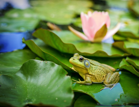 Kingdom Landscaping frog on water lily pad