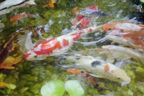 Kingdom Landscaping&#039;s pond where koi are in a feeding frenzy