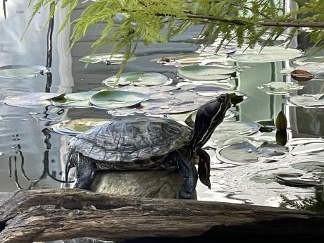 Kingdom Landscaping Aquascape Ecosystem Pond with River Cooter Turtle name TeeTee