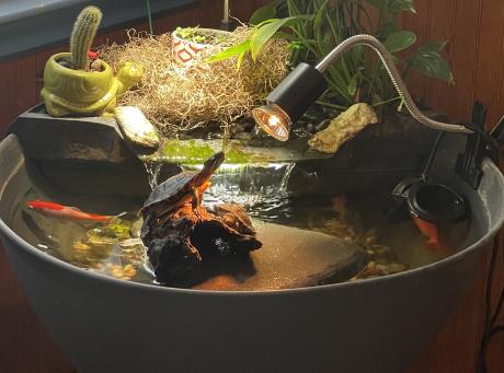 Kingdom Landscaping Aquascape AquaGarden Pond with red-eared slider turtle and Eastern painted turtle on log basking under heat lamp