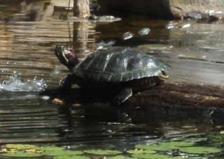 Kingdom Landscaping Red-Eared Slider Turtle named Sunny in Aquascape Ecosystem Pond