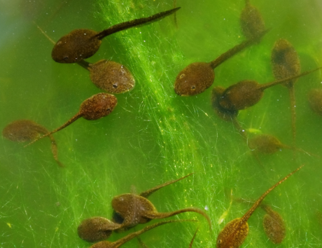 Kingdom Landscaping pond with tadpoles eating algae