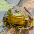 Kingdom Landscaping promoting bullfrogs in Aquascape Ponds