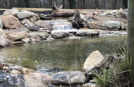 Aquascape Ecosystem Pond built by Certified Aquascape Contractor and Koi pond builder Kingdom Landscaping in Thurmont Maryland at Catoctin Wildlife Preserve featuring a wetland filtration system with waterfalls and intake bay skim cove for Koi and goldfish