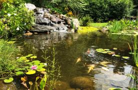 Aquascape Ecosystem Pond built by Certified Aquascape Contractor and Pond Builder Kingdom Landscaping in Mercersburg Pennsylvania with koi fish and waterlilies and waterfall