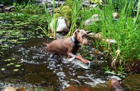 Fawn Doberman Pinscher Forrest swimming in Aquascape Ecosystem goldfish pond in Sabillasville Maryland at Certified Aquascape Contractor and pond builder Kingdom Landscaping office in Sabillasville Maryland