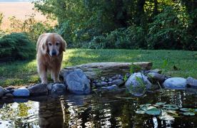 Aquascape Ecosystem Pond built by Certified Aquascape Contractor and koi pond builder Kingdom Landscaping in Hagerstown Maryland featuring golden retriever standing on destination rock boulder beside pond