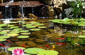 Aquascape Ecosystem Pond built by Certified Aquascape Contractor Pond Builder Kingdom Landscaping in Middletown Maryland featuring waterlilies and goldfish
