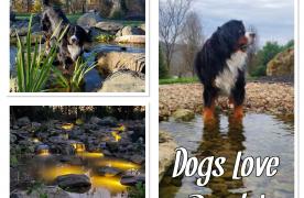 Bernese Mountain Dog has own Aquascape Ecosystem Pond in Sabillasville Maryland designed by built by Certified Aquascape Contractor and pond builder Kingdom Landscaping featuring a beach edge pebble entrance with three waterfalls and underwater lighting