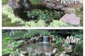 Aquascape Ecosystem Pond built by Certified Aquascape Contractor and pond building Kingdom Landscaping in Williamsport Maryland featuring before and after photos showing pond remodel transformation with new intake bay skim cove