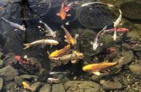 Aquascape Ecosystem Pond with biofall has exceptional water clarity with koi swimming in pond designed and built by Certified Aquascape Contractor and koi pond builder Kingdom Landscaping in Sabillasville Marylandf
