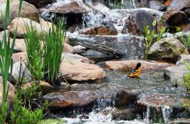 Oriole bird taking a bath in Aquascape water feature stream designed and built by Certified Aquascape Contractor and pond builder Kingdom Landscaping in Sabillasville Maryland