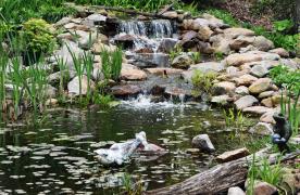 bird enjoying stream and waterfall in Aquascape Ecosystem Pond designed and built by Certified Aquascape Contractor and koi pond builder Kingdom Landscaping in Sabillasville Maryland