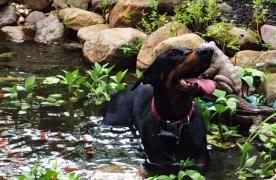 Black Doberman Pinscher Saint swimming in Aquascape Ecosystem koi pond in Sabillasville Maryland built by Certified Aquascape Contractor and pond builder Kingdom Landscaping