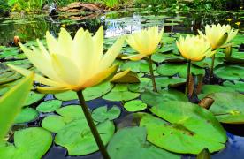 Aquascape Ecosystem Pond built by Koi Pond Builder Kingdom Landscaping in Sabillasville Maryland featuring yellow waterlilies