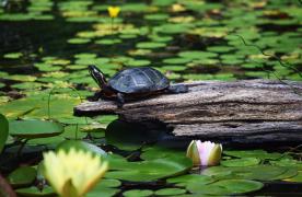 Aquascape Ecosystem Pond built by Certified Aquascape Contractor and pond builder Kingdom Landscaping in Sabillasville Maryland featuring a red-eared slider turtle and waterlilies