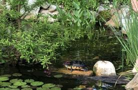 red slider turtle basking in sun on log in Aquascape Ecosystem Pond built by certified Aquascape contractor and pond builder Kingdom Landscaping in Sabillasville Maryland Frederick County Washington County