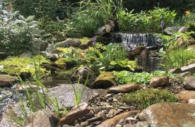 Aquascape Ecosystem pond and stream with waterfall in Sabillasville Maryland built by Certified Aquascape Contractor and koi pond builder Kingdom Landscaping featuring aquatic plants and natural stone