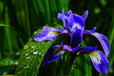 Kingdom Landscaping recommends Blue Flag Iris for Dragonflies