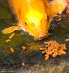 Feeding Fish