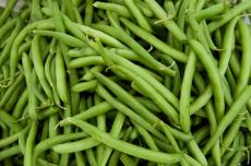 when to plant green beans