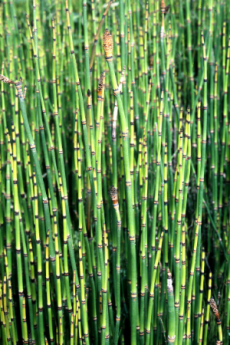 Kingdom Landscaping recommends Horsetail Rush for ponds