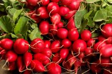 when to plant radishes