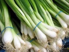 when to plant spring onions