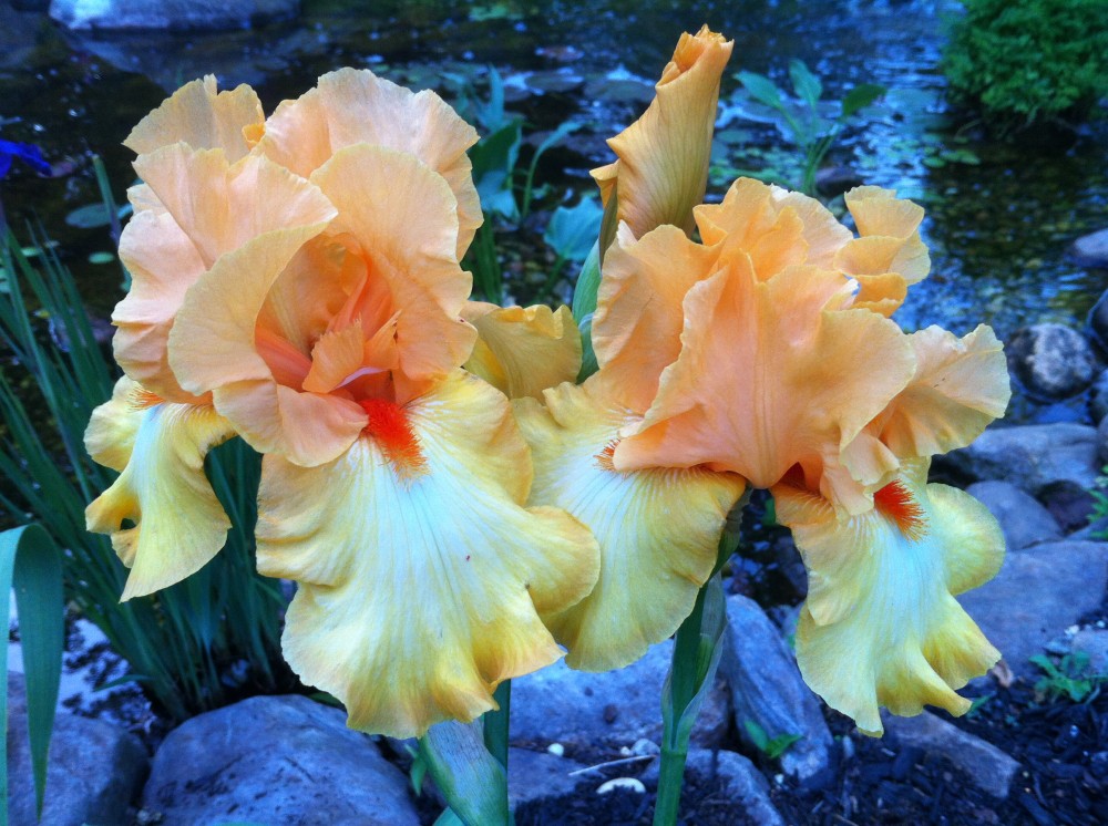 Bearded Iris | Landscaping Flower