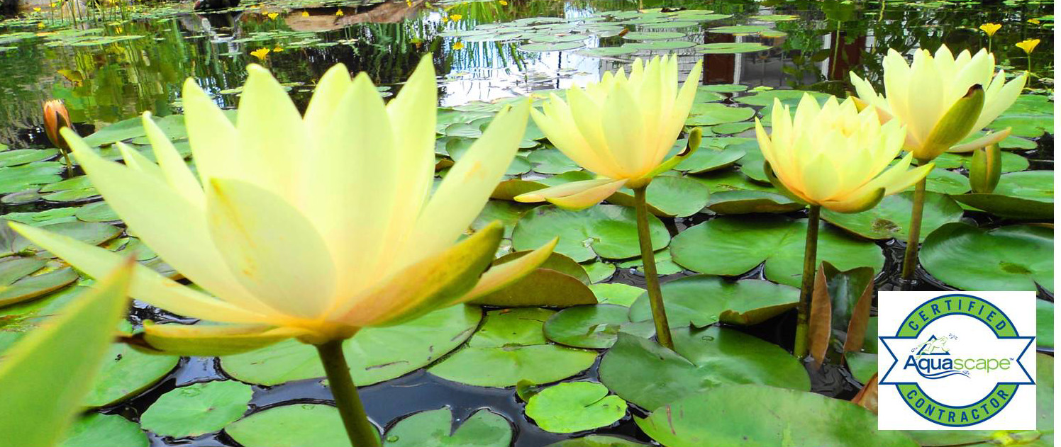 Standing Waterlilies Slideshow