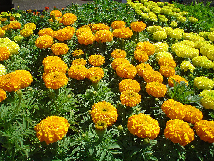 Garden Marigold